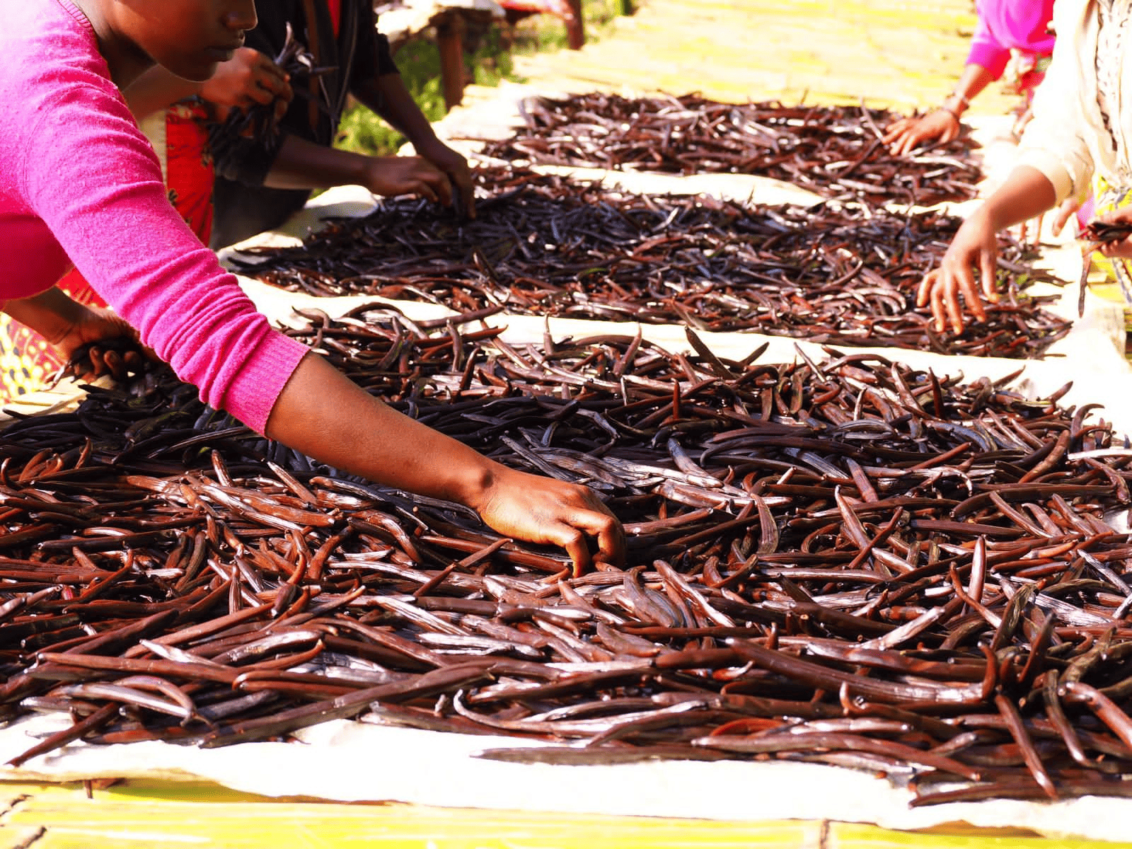 Vanilla drying